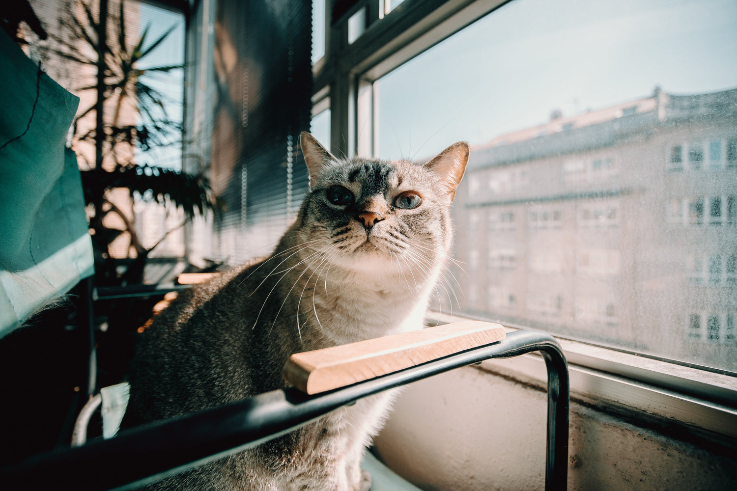 For Cat